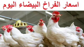 أسعار الفراخ البيضاء