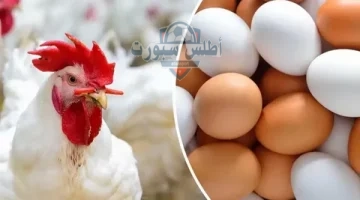 أسعار الفراخ البيضاء 4