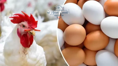 أسعار الفراخ البيضاء اليوم الخميس 22 مايو في بورصة الدواجن ومحلات البيع 2 أسعار الفراخ البيضاء اليوم الخميس 22 مايو في بورصة الدواجن ومحلات البيع
