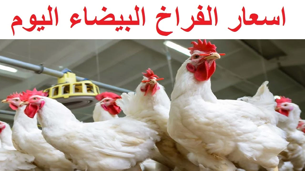 أسعار الفراخ البيضاء والبلدي اليوم الأحد 4 مايو 2025 2 أسعار الفراخ البيضاء والبلدي اليوم الأحد 4 مايو 2025