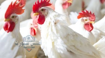 أسعار الفراخ الساسو