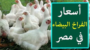 أسعار الفراخ اليوم 1