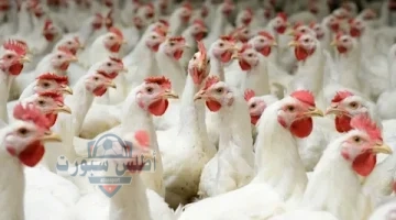 أسعار الفراخ اليوم 2