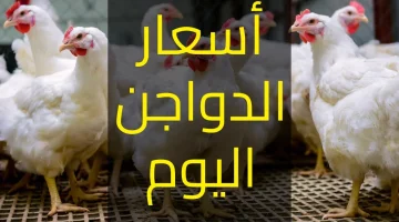 أسعار الفراخ اليوم