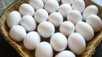 أسعار كرتونة البيض