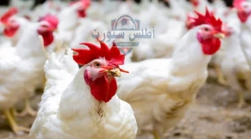 االفراخ اليوم