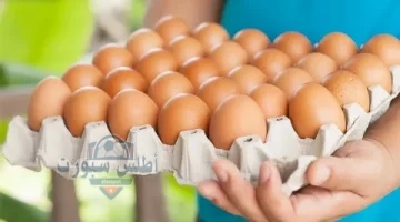 سعر كرتونة البيض 1