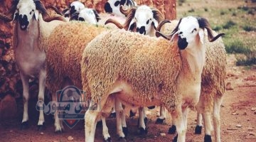مبادرة صكوك الأضاحي