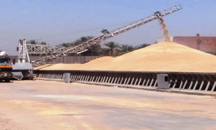 أسوان تحقق فائض 113% في توريد القمح: خطوة نحو الأمن الغذائي