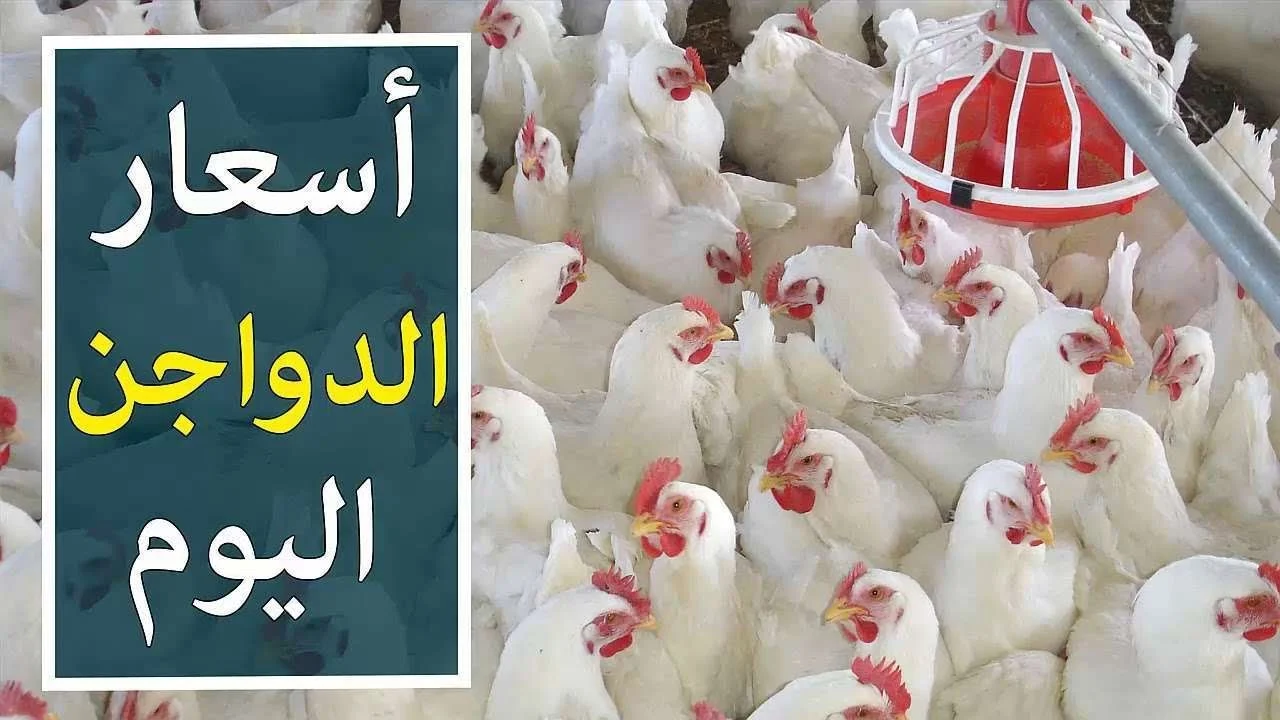 الحقي اشتري بسرعة.. سعر الفراخ البيضاء اليوم 25-6-2025 بورصة الدواجن