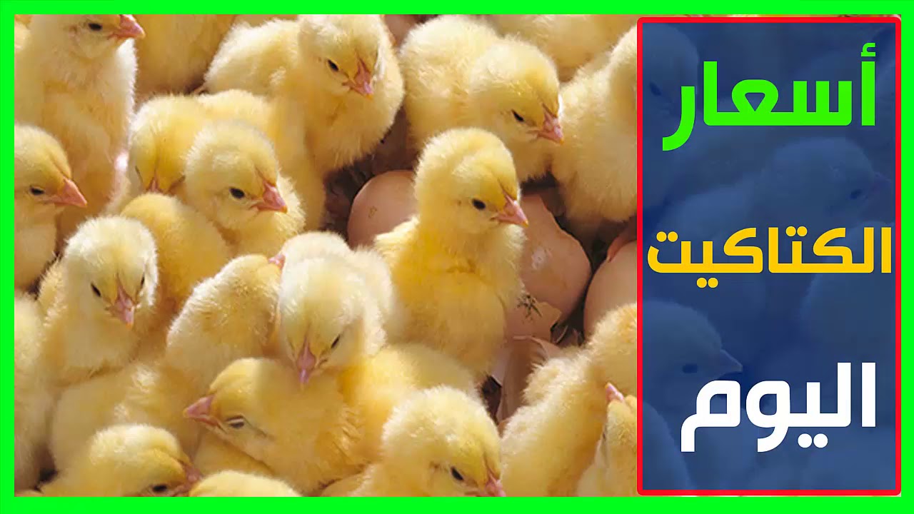سعر الكتكوت الابيض اليوم السبت 12 يوليو 2025.. قائمة محدثة لأسعار الكتاكيت والفراخ البيضاء في السوق المحلي