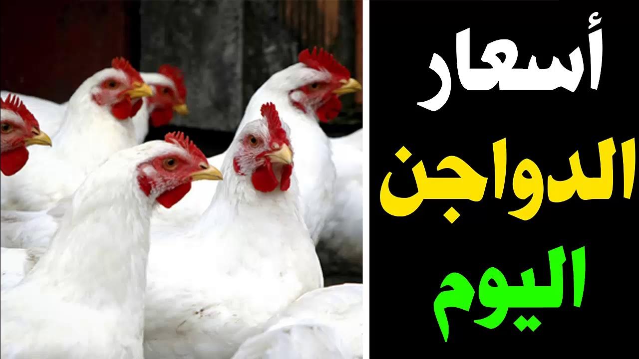 بعد الارتفاع.. بورصة الدواجن اليوم أسعار الفراخ البيضاء في مصر الخميس 17 يوليو 2025 البلدي وصل كام؟