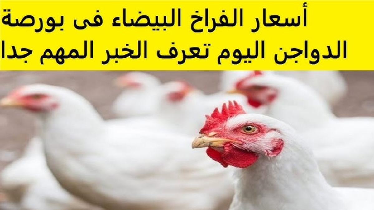أسعار الفراخ البيضاء في الأسواق اليوم الأثنين 21 يوليو 2025