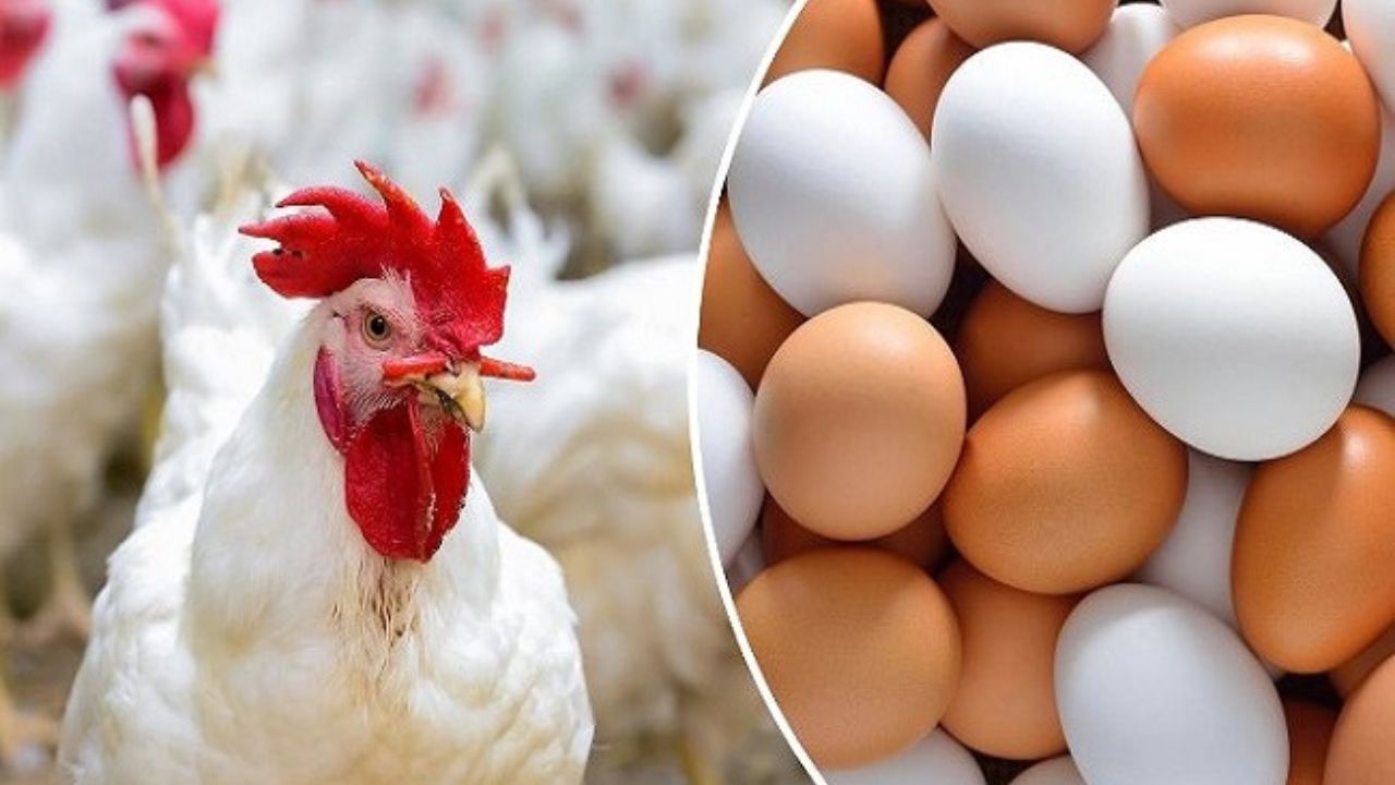 “آخر تحديث من بورصة الدواجن”.. تابع أسعار الفراخ اليوم السبت 12 يوليو 2025 في الأسواق المحلية