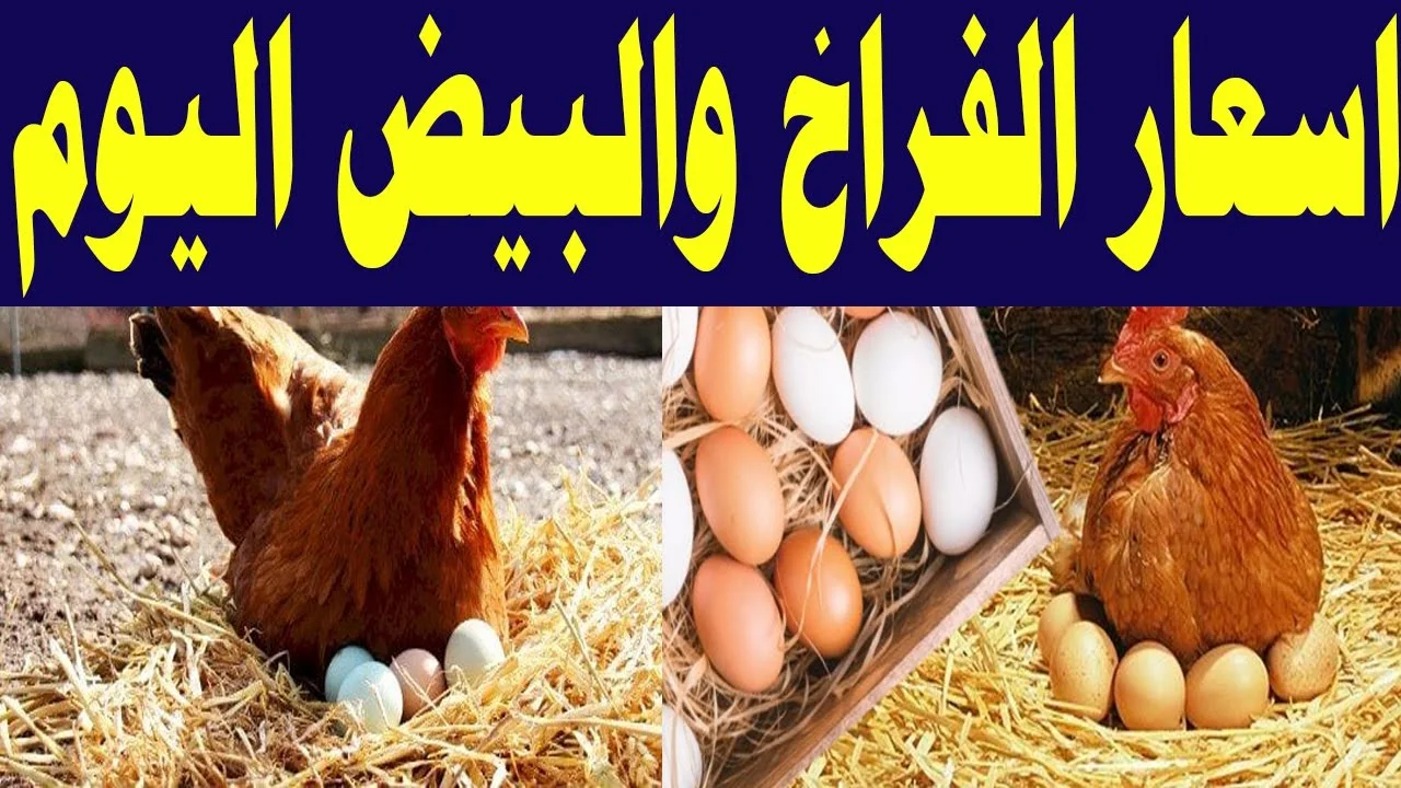 بورصة الدواجن اليوم أسعار الفراخ البيضاء الخميس 17 يوليو 2025 والأسواق المصرية بتحديث شامل