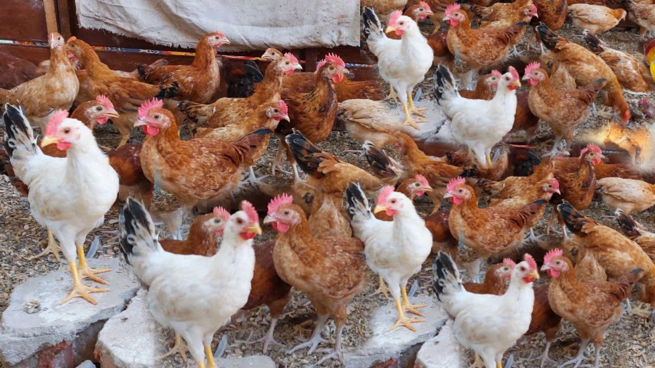 بورصة الدواجن تُعلن عن تراجع اسعار الفراخ البيضاء والبلدي والساسو اليوم الجمعة 17 أكتوبر