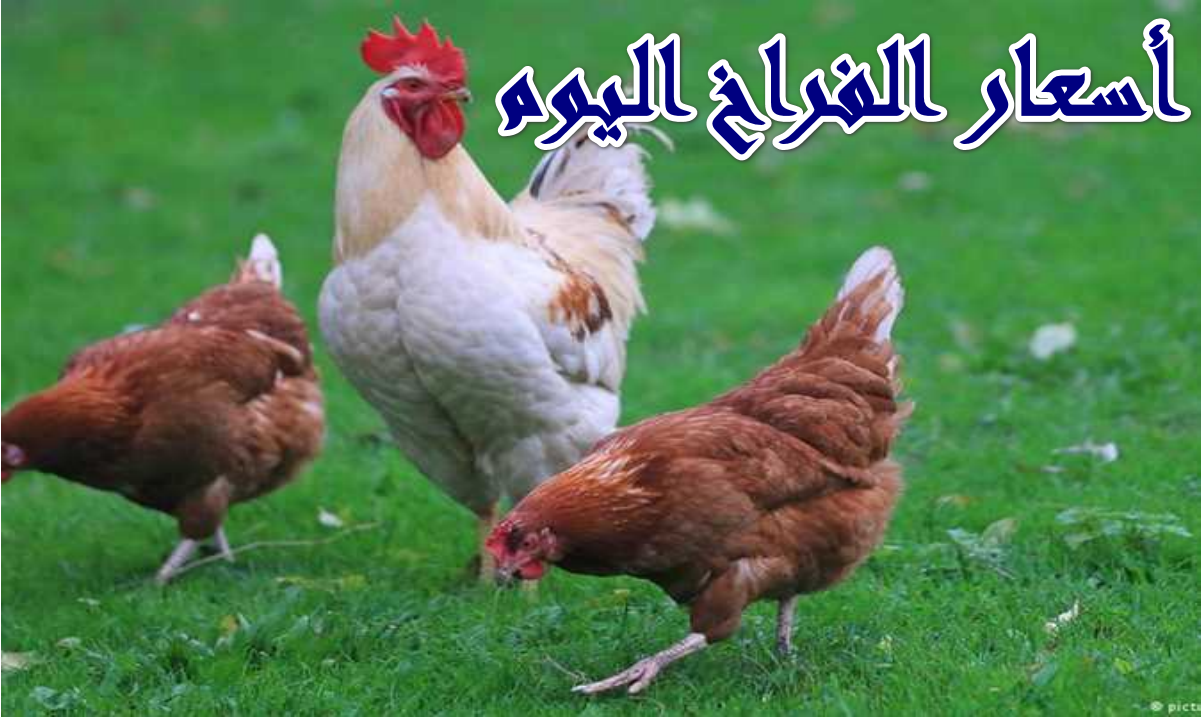 ” بالأرقام ” كم أسعار الفراخ اليوم السبت 11/10/2025 وفقًا لأخر تحديثات بورصة الدواجن